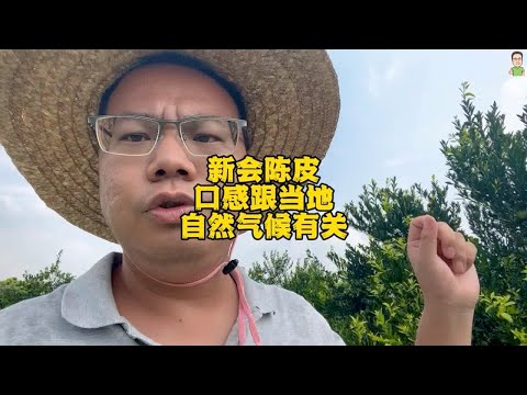 新会陈皮口感与当地自然气候有关，气候平稳些，陈皮口感也会好