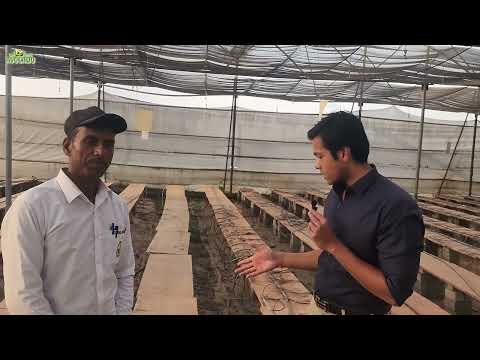 Avonest 3: Madan bhaiya experimenting with hydroponic spinach farming