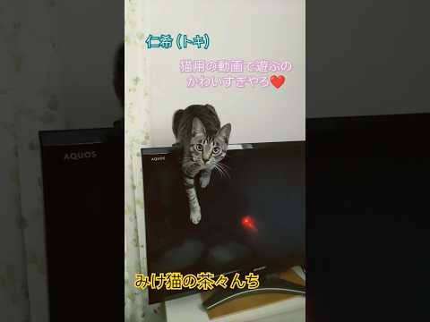 動画と子猫　#funny #子猫 #cutecat #保護猫