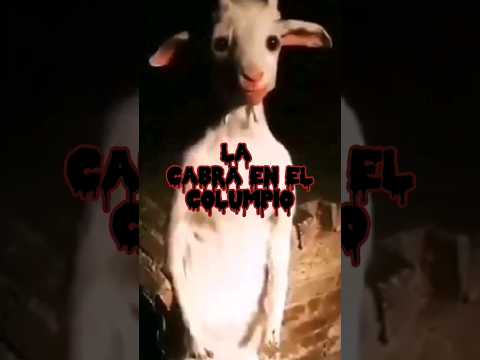 La cabra en el columpio. #cabras #paranormal #animales #aterrador