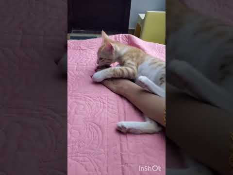 Funny cats episode#2  #funnyanimals #cat #catlover #funnycatvideos #catcompilation