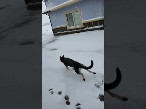 Very Cute German Shepherd Puppies First Snow