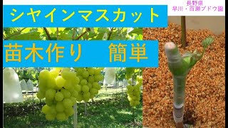 How to make grafted saplings of grapes, for beginners　