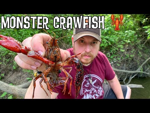 Catch, Cook, & Eat Invasive Species - 12 Day Survival Challenge - Day 2 - Night Hunt