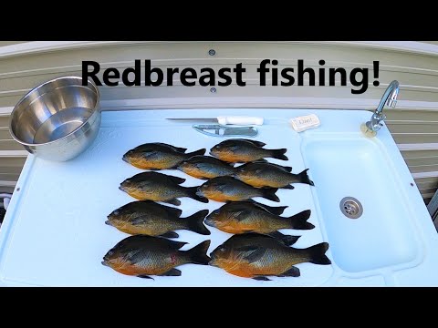 Redbreast fishing with dad! Viewer requested