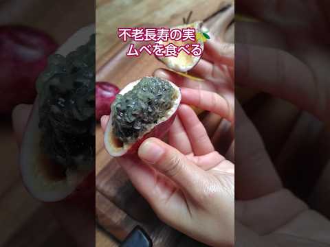 不老長寿の実　ムベを喰らう