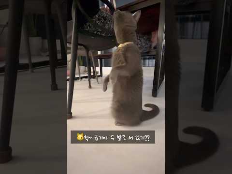 두발로 서는 고양이🤭 #평생한번보기힘든장면