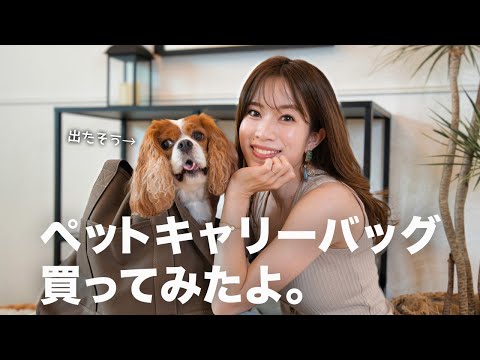 🐶👩【ANZUDOG】ペットキャリーバッグが我が家に必要な理由｜キャバリア