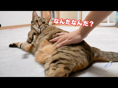 動画の企画が没になった時の猫たちとの日常がこちらです。