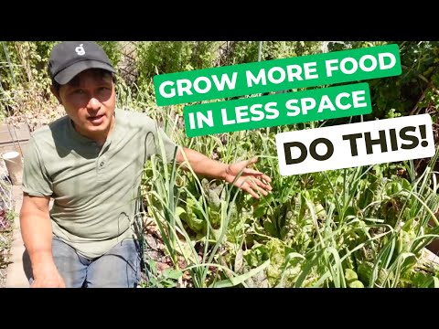 My 4 Essential Techniques to Grow the MOST food in the LEAST Garden Space