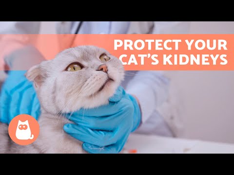 CARING for a CAT's KIDNEYS 🐱 | How to Prevent Kidney Problems in Cats ✅