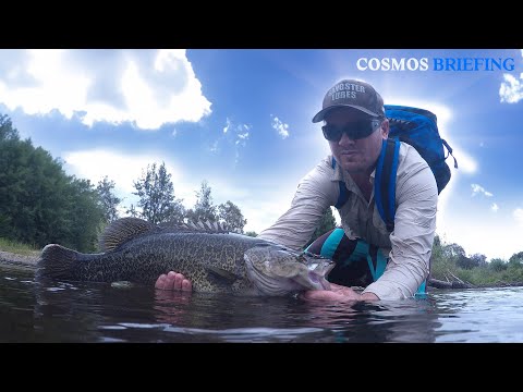 The life and times of the Murray cod | Cosmos Briefing