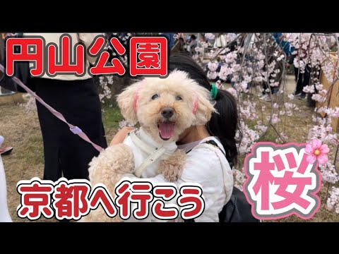 【京都】円山公園　桜開花💕犬と桜みに京都へ行こう