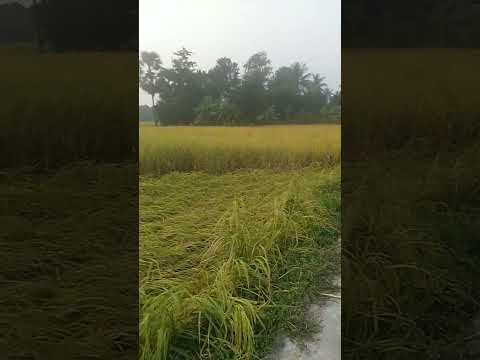 ধান পেকেছে😍😘#paddy#paddyfield#youtubeshorts#youtubeshort#video