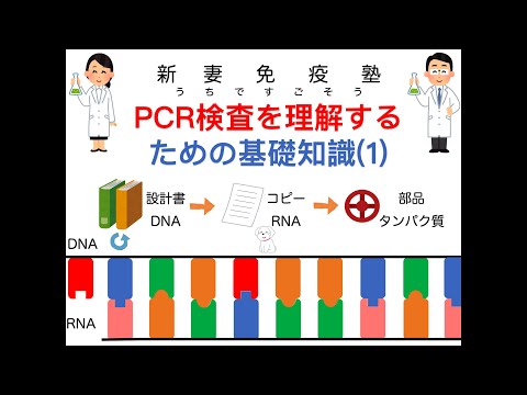 ⑬PCR検査を理解するための基礎知識(1)