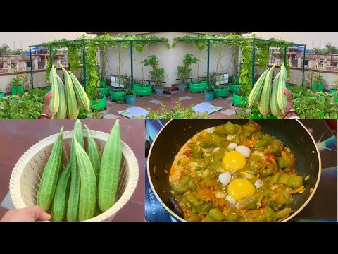 Harvesting Organic Ridge Gourds To Cook Delicious Ridge Gourd Egg Curry Recipe // Garden To Plate