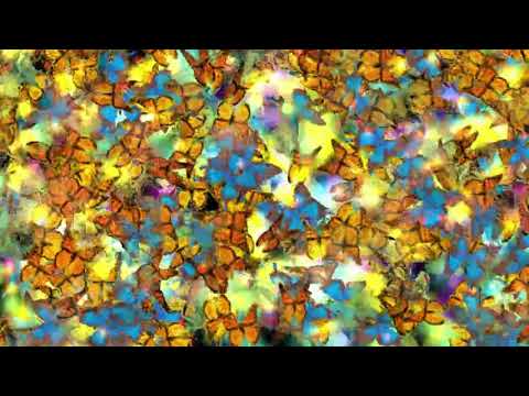 Butterfly Background | Copyright Free Video Footage