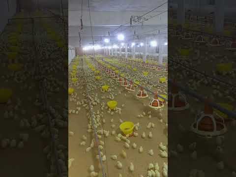 poultry farm #poultryfarmbusinessplan  #murgi_palan  #murgifarm  #chickenfarm