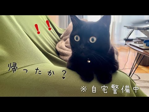 訪問者が帰ったか気になり、ソファで自宅警備する黒猫 | 床でうねうね