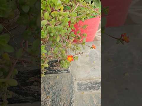 portulaca flowers 🌱🌷 | #shortvideo #letsgardenup #flowers #shorts