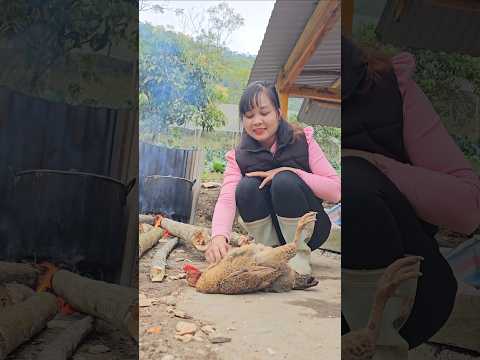 Cute chicken – #hoangthibinh