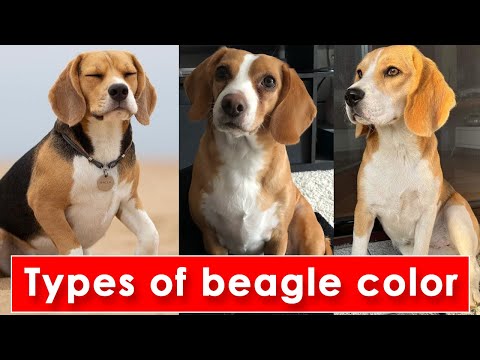 Top 10 Standard types of beagle colors / Types of beagle dog colors / beagle color video 2022