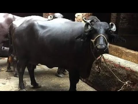 1000 Dairy Buffalo.. | Discussion with Krishi sansar.