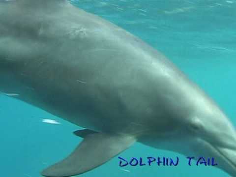 御蔵島イルカ　081022 No.3　mikura Is.　dolphin