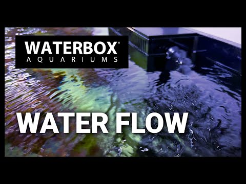 Episode 136: The importance of water flow in a reef aquarium