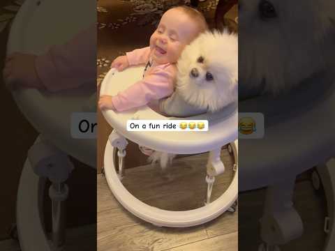 BABY Takes Puppy on a Fun Ride! #baby #cute #dog #funny #shorts