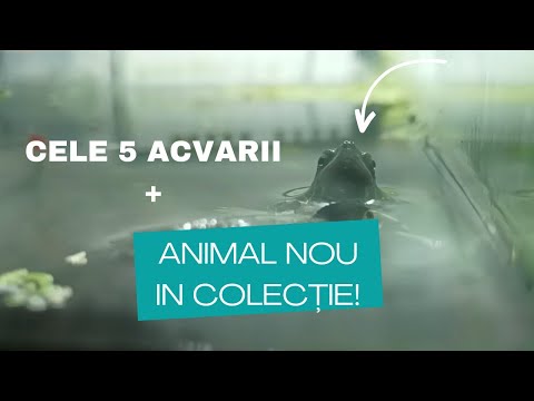 Am adăugat un animal nou în colecție! Tur la toate acvariile + scurt update la puișorii de exotice