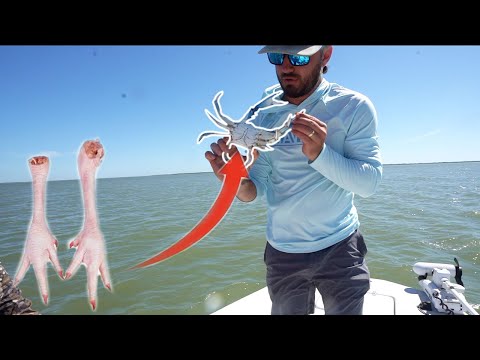 Catching BLUE CRABS With CHICKEN FEET {Catch Clean Cook}