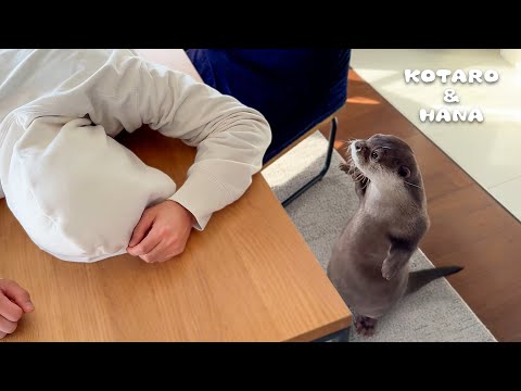 Faking My Death in Front of My Otters - Funny Otters React