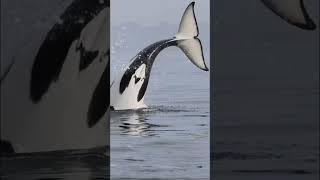 Hope you have a killer day #killerwhale #orca #wildlife