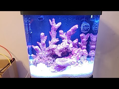 Saltwater Aquarium.com Trax New Aquarium