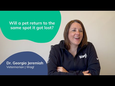 Will a pet return to the same spot it got lost? | Lost Pet Prevention with Dr. Georgia