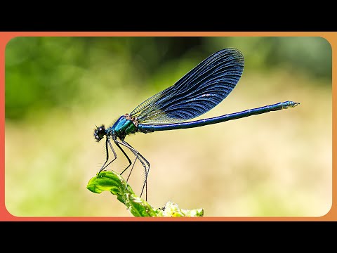 How Insect Species Adapt To Survive In The Wild (4K Documentary)