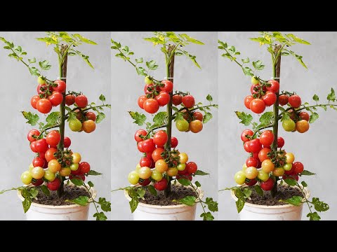 Secret To Growing Tomatoes By Cuttings For Quick Harvest And High Yield