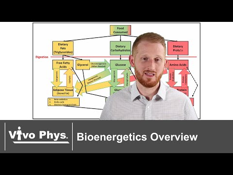 Bioenergetics Overview Summary