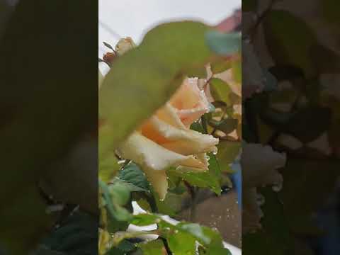 #youtube #short | More than 50 Roses on a plant | Rose plant #rose #plants #beautiful #roseplant