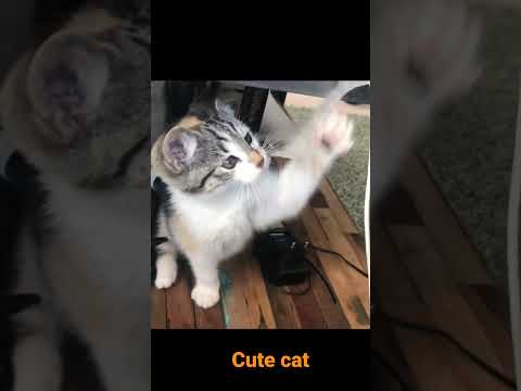 Cute cat video / Cute puppy video #shorts #catvideo #puppy