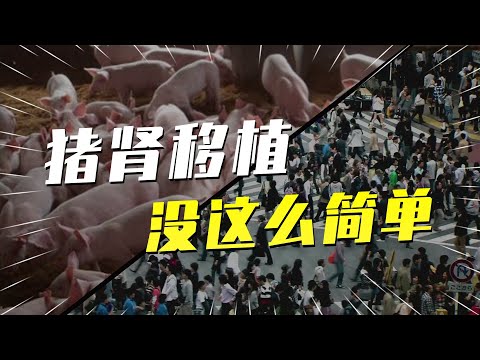 猪肾脏成功移植人类！但猪的寿命只有20年，怎么破？