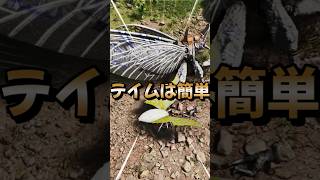 初心者におすすめ！序盤最強生物【リニオグナタ】をご紹介！【ARK/ASA】#arksurvivalevolved  #アーク #ゲーム実況 #shorts