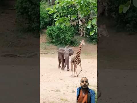 Elephant vs giraffe fight 😱 #animals #kruger #liontiger #comedy #krugersightings #wildcats #funny