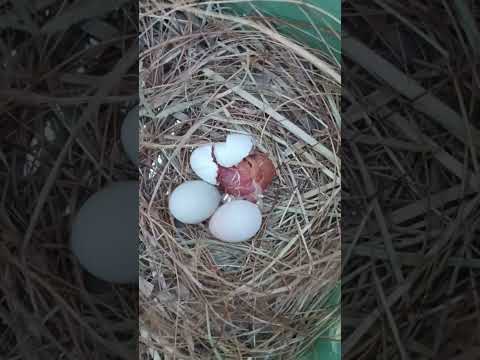 The THIRD generation of CHICKS came faster than I expected!