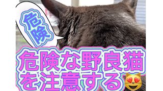 【感動】危険な所で寝る野良猫を注意する優しい猫！後半は超可愛いお返事も！