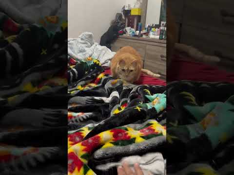 My cat jumpscare #cat #kitty #kitten