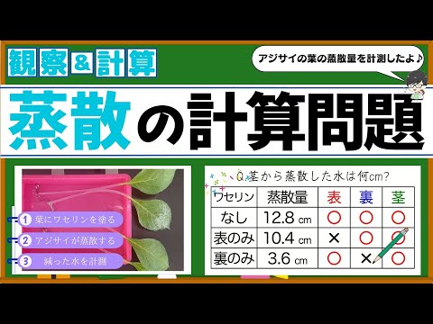 蒸散の計算を攻略しよう！アジサイの葉で実験もしたよ！【中学理科】