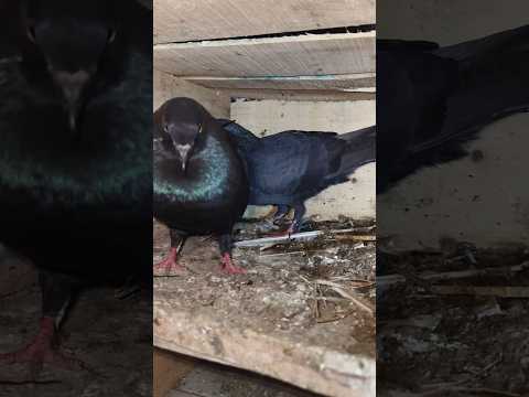 Full Black Kabootar 🥰 // Black Pigeon Lover 💖 // Sell Fancy Pigeon Darbhanga #black #kabootar