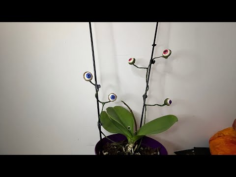 Googly eyed plant